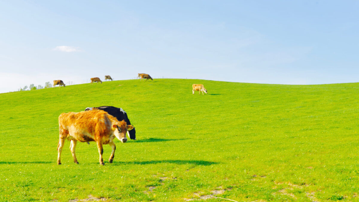 美瑛放牧酪農場