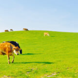 美瑛放牧酪農場