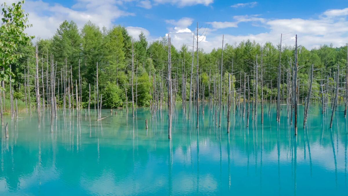 美瑛町・青い池