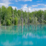 美瑛町・青い池