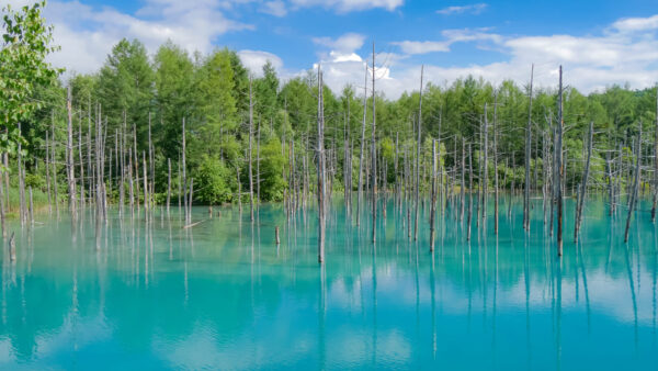 美瑛町・青い池